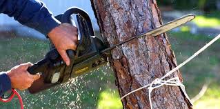 Best Tree Removal  in Fairwood, WA