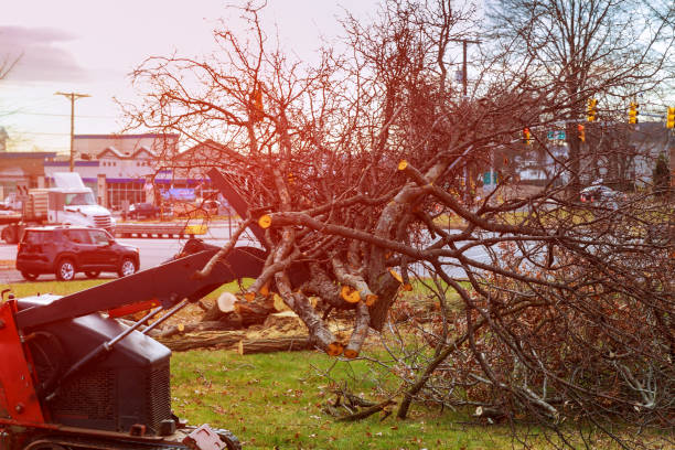 Professional Tree Care in Fairwood, WA